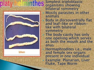  Simplest triploblastic
organisms showing
bilateral symmetry
 Mostly parasites in other
animals
 Body in dorsoventrally flat
and leaf-like or ribbon-
like with bilateral
symmetry
 The body cavity has only
one opening which serves
as both the mouth and the
anus
 Hermaphrodites i.e., male
and female sex organs
present in one individual
 Example: Planarian, Liver
Fluke, Tape Worm
 