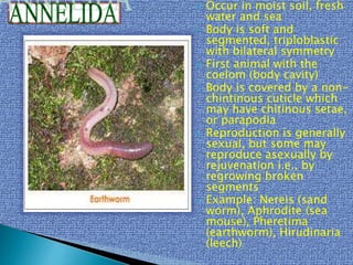  Occur in moist soil, fresh
water and sea
 Body is soft and
segmented, triploblastic
with bilateral symmetry
 First animal with the
coelom (body cavity)
 Body is covered by a non-
chintinous cuticle which
may have chitinous setae,
or parapodia
 Reproduction is generally
sexual, but some may
reproduce asexually by
rejuvenation i.e., by
regrowing broken
segments
 Example: Nereis (sand
worm), Aphrodite (sea
mouse), Pheretima
(earthworm), Hirudinaria
(leech)
 