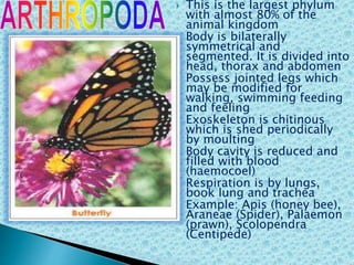  This is the largest phylum
with almost 80% of the
animal kingdom
 Body is bilaterally
symmetrical and
segmented. It is divided into
head, thorax and abdomen
 Possess jointed legs which
may be modified for
walking, swimming feeding
and feeling
 Exoskeleton is chitinous
which is shed periodically
by moulting
 Body cavity is reduced and
filled with blood
(haemocoel)
 Respiration is by lungs,
book lung and trachea
 Example: Apis (honey bee),
Araneae (Spider), Palaemon
(prawn), Scolopendra
(Centipede)
 
