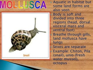  Aquatic in habitat but
some land forms are
also seen
 Body is soft and
divided into three
regions (head, dorsal
visceral mass and
ventral foot)
 Breathe through gills,
land mollusca have
lungs
 Sexes are separate
 Example: Chiton, Pila
(snail), unio (fresh
water mussel),
octopus
 