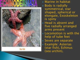  Marine in habitat
 Body is radially
symmetrical, star
shaped, spherical or
elongate, Exoskeleton
is spiny
 Head is absent and
five radially arranged
arms present
 Locomotion is with the
help of tube feet
 Sexes are separate
 Example: Asterias
(star fish), Echinus
(sea urchin),
 
