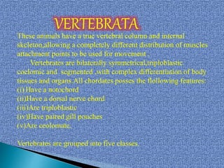 VERTEBRATA
These animals have a true vertebral column and internal
skeleton,allowing a completely different distribution of muscles
attachment points to be used for movement .
Vertebrates are bilaterally symmetrical,triploblastic
coelomic and segmented ,with complex differentiation of body
tissues and organs.All chordates posses the flollowing features:
(i) Have a notochord
(ii)Have a dorsal nerve chord
(iii)Are triploblastic
(iv)Have paired gill pouches
(v)Are ceolomate.
Vertebrates are grouped into five classes.
 