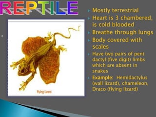 B
o
d
y
c
o
v
e
r
e
d
w
i
t
h
s
c
a
l
e
s
 Mostly terrestrial
 Heart is 3 chambered,
is cold blooded
 Breathe through lungs
 Body covered with
scales
 Have two pairs of pent
dactyl (five digit) limbs
which are absent in
snakes
 Example: Hemidactylus
(wall lizard), chameleon,
Draco (flying lizard)
 