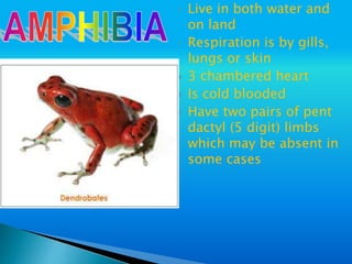  Live in both water and
on land
 Respiration is by gills,
lungs or skin
 3 chambered heart
 Is cold blooded
 Have two pairs of pent
dactyl (5 digit) limbs
which may be absent in
some cases
 