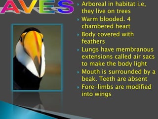  Arboreal in habitat i.e,
they live on trees
 Warm blooded. 4
chambered heart
 Body covered with
feathers
 Lungs have membranous
extensions called air sacs
to make the body light
 Mouth is surrounded by a
beak. Teeth are absent
 Fore-limbs are modified
into wings
 