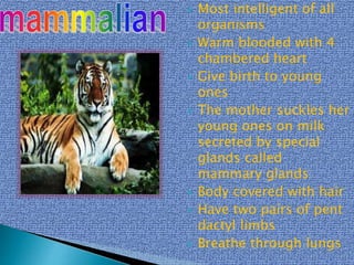  Most intelligent of all
organisms
 Warm blooded with 4
chambered heart
 Give birth to young
ones
 The mother suckles her
young ones on milk
secreted by special
glands called
mammary glands
 Body covered with hair
 Have two pairs of pent
dactyl limbs
 Breathe through lungs
 