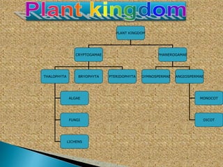 PLANT KINGDOM
CRYPTOGAMAE PHANEROGAMAE
THALOPHYTA BRYOPHYTA PTERIDOPHYTA
ALGAE
FUNGI
LICHENS
GYMNOSPERMAE ANGIOSPERMAE
MONOCOT
DICOT
 
