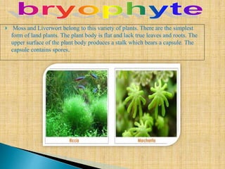  Moss and Liverwort belong to this variety of plants. There are the simplest
form of land plants. The plant body is flat and lack true leaves and roots. The
upper surface of the plant body produces a stalk which bears a capsule. The
capsule contains spores.
 
