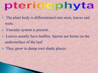  The plant body is differentiated into stem, leaves and
roots.
 Vascular system is present.
 Leaves usually have leaflets. Spores are borne on the
undersurface of the leaf.
 They grow in damp cool shady places.
 