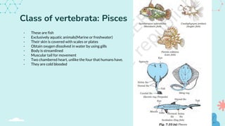 Diversity IN Living Organisms Class 9 Biology (1).pptx