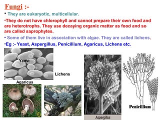 Fungi :-
• They are eukaryotic, multicellular.
•They do not have chlorophyll and cannot prepare their own food and
are heterotrophs. They use decaying organic matter as food and so
are called saprophytes.
• Some of them live in association with algae. They are called lichens.
•Eg :- Yeast, Aspergillus, Penicillium, Agaricus, Lichens etc.
Yeast
Agaricus
Lichens
 