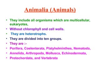 Animalia (Animals)
• They include all organisms which are multicellular,
eukaryotes,
• Without chlorophyll and cell walls.
• They are heterotrophs.
• They are divided into ten groups.
• They are :-
• Porifera, Coelenterata, Platyhelminthes, Nematoda,
• Annelida, Arthropoda, Mollusca, Echinodermata,
• Protochordata, and Vertebrata
 