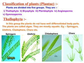 Classification of plants (Plantae) :-
Plants are divided into five groups. They are :-
i) Thallophyta ii) Bryophyta iii) Pteridophyta iv) Angiosperms
v) Gymnosperms
Thallophyta :-
In this group the plants do not have well differentiated body parts.
The plants are called algae. They are mostly aquatic. Eg :- Spirogyra,
Ulothrix, Cladophora, Chara etc.
Spirogyra Ulothrix Chladophora Chara
 