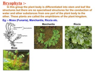 Bryophyta :-
In this group the plant body is differentiated into stem and leaf like
structures but there are no specialised structures for the conduction of
water and other substances from one part of the plant body to the
other. These plants are called the amphibians of the plant kingdom.
Eg :- Moss (Funaria), Marchantia, Riccia etc.
Moss
Marchantia Riccia
 