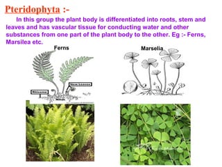 Pteridophyta :-
In this group the plant body is differentiated into roots, stem and
leaves and has vascular tissue for conducting water and other
substances from one part of the plant body to the other. Eg :- Ferns,
Marsilea etc.
Ferns Marselia
 