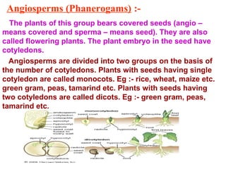 Angiosperms (Phanerogams) :-
The plants of this group bears covered seeds (angio –
means covered and sperma – means seed). They are also
called flowering plants. The plant embryo in the seed have
cotyledons.
Angiosperms are divided into two groups on the basis of
the number of cotyledons. Plants with seeds having single
cotyledon are called monocots. Eg :- rice, wheat, maize etc.
green gram, peas, tamarind etc. Plants with seeds having
two cotyledons are called dicots. Eg :- green gram, peas,
tamarind etc.
 