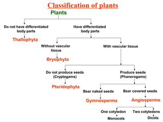 Classification of plants
Plants
Do not have differentiated
body parts
Have differentiated
body parts
Thallophyta
Without vascular
tissue
Bryophyta
Bear naked seeds
Do not produce seeds
(Cryptogams)
Pteridophyta
Produce seeds
(Phanerogams)
Gymnosperms Angiosperms
Bear covered seeds
With vascular tissue
One cotyledon Two cotyledons
Monocots Dicots
 