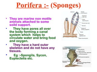 Porifera :- (Sponges)
• They are marine non motile
animals attached to some
soild support.
• They have pores all over
the body forming a canal
system which helps to
circulate water and bring food
and oxygen.
• They have a hard outer
skeleton and do not have any
tissues.
• Eg :-Spongila, Sycon,
Euplectelia etc.
 
