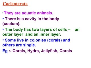 Coelenterata
• They are aquatic animals.
• There is a cavity in the body
(coelom).
• The body has two layers of cells – an
outer layer and an inner layer.
• Some live in colonies (corals) and
others are single.
Eg :- Corals, Hydra, Jellyfish, Corals
 
