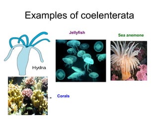 Examples of coelenterata
Jellyfish
Sea anemone
Corals
 