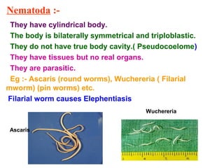 Nematoda :-
They have cylindrical body.
The body is bilaterally symmetrical and triploblastic.
They do not have true body cavity.( Pseudocoelome)
They have tissues but no real organs.
They are parasitic.
Eg :- Ascaris (round worms), Wuchereria ( Filarial
mworm) (pin worms) etc.
Filarial worm causes Elephentiasis
Ascaris
Wuchereria
 