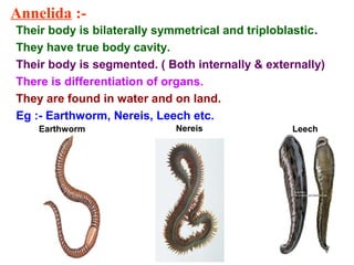 Annelida :-
Their body is bilaterally symmetrical and triploblastic.
They have true body cavity.
Their body is segmented. ( Both internally & externally)
There is differentiation of organs.
They are found in water and on land.
Eg :- Earthworm, Nereis, Leech etc.
Earthworm Nereis Leech
 