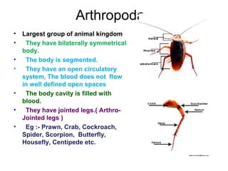 Arthropoda
• Largest group of animal kingdom
• They have bilaterally symmetrical
body.
• The body is segmented.
• They have an open circulatory
system, The blood does not flow
in well defined open spaces
• The body cavity is filled with
blood.
• They have jointed legs.( Arthro-
Jointed legs )
• Eg :- Prawn, Crab, Cockroach,
Spider, Scorpion, Butterfly,
Housefly, Centipede etc.
 
