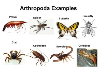 Prawn
Crab
Spider Butterfly
Housefly
Cockroach Scorpion Centipede
Arthropoda Examples
 