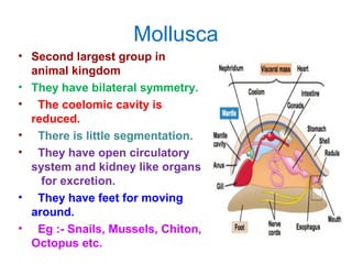Mollusca
• Second largest group in
animal kingdom
• They have bilateral symmetry.
• The coelomic cavity is
reduced.
• There is little segmentation.
• They have open circulatory
system and kidney like organs
for excretion.
• They have feet for moving
around.
• Eg :- Snails, Mussels, Chiton,
Octopus etc.
 