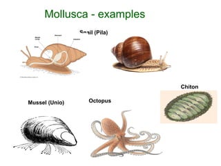 Snail (Pila)
Mussel (Unio)
Chiton
Octopus
Mollusca - examples
 