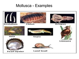 Mollusca - Examples
 