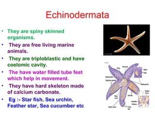 Echinodermata
• They are spiny skinned
organisms.
• They are free living marine
animals.
• They are triploblastic and have
coelomic cavity.
• The have water filled tube feet
which help in movement.
• They have hard skeleton made
of calcium carbonate.
• Eg :- Star fish, Sea urchin,
Feather star, Sea cucumber etc
 