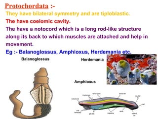 Protochordata :-
They have bilateral symmetry and are tiploblastic.
The have coelomic cavity.
The have a notocord which is a long rod-like structure
along its back to which muscles are attached and help in
movement.
Eg :- Balanoglossus, Amphioxus, Herdemania etc.
Balanoglossus
Amphioxus
Herdemania
 