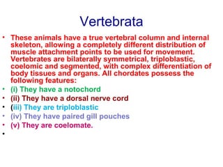 Vertebrata
• These animals have a true vertebral column and internal
skeleton, allowing a completely different distribution of
muscle attachment points to be used for movement.
Vertebrates are bilaterally symmetrical, triploblastic,
coelomic and segmented, with complex differentiation of
body tissues and organs. All chordates possess the
following features:
• (i) They have a notochord
• (ii) They have a dorsal nerve cord
• (iii) They are triploblastic
• (iv) They have paired gill pouches
• (v) They are coelomate.
•
 