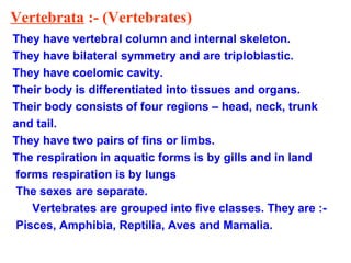 Vertebrata :- (Vertebrates)
They have vertebral column and internal skeleton.
They have bilateral symmetry and are triploblastic.
They have coelomic cavity.
Their body is differentiated into tissues and organs.
Their body consists of four regions – head, neck, trunk
and tail.
They have two pairs of fins or limbs.
The respiration in aquatic forms is by gills and in land
forms respiration is by lungs
The sexes are separate.
Vertebrates are grouped into five classes. They are :-
Pisces, Amphibia, Reptilia, Aves and Mamalia.
 