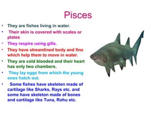 Pisces
• They are fishes living in water.
• Their skin is covered with scales or
plates
• They respire using gills.
• They have streamlined body and fins
which help them to move in water.
• They are cold blooded and their heart
has only two chambers.
• They lay eggs from which the young
ones hatch out.
• Some fishes have skeleton made of
cartilage like Sharks, Rays etc. and
some have skeleton made of bones
and cartilage like Tuna, Rohu etc.
 