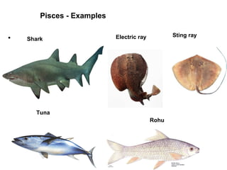 • Shark
Tuna
Electric ray Sting ray
Rohu
Pisces - Examples
 