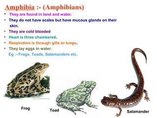 Amphibia :- (Amphibians)
• They are found in land and water.
• They do not have scales but have mucous glands on their
skin.
• They are cold blooded
• Heart is three chambered.
• Respiration is through gills or lungs.
• They lay eggs in water.
Eg :- Frogs, Toads, Salamanders etc.
Frog Toad Salamander
 