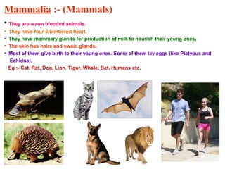 Mammalia :- (Mammals)
• They are warm blooded animals.
• They have four chambered heart.
• They have mammary glands for production of milk to nourish their young ones.
• The skin has hairs and sweat glands.
• Most of them give birth to their young ones. Some of them lay eggs (like Platypus and
Echidna).
Eg :- Cat, Rat, Dog, Lion, Tiger, Whale, Bat, Humans etc.
 