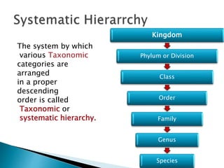 Kingdom
Phylum or Division
Class
Order
Family
Genus
Species
The system by which
various Taxonomic
categories are
arranged
in a proper
descending
order is called
Taxonomic or
systematic hierarchy.
 