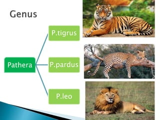 Pathera
P.tigrus
P.pardus
P.leo
 