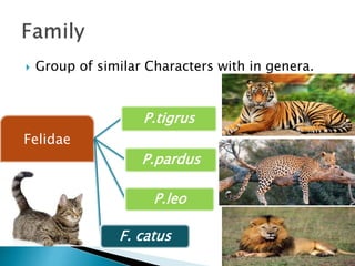  Group of similar Characters with in genera.
Felidae
P.tigrus
P.pardus
P.leo
F. catus
 