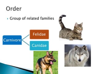  Group of related families
Carnivore
Felidae
Canidae
 