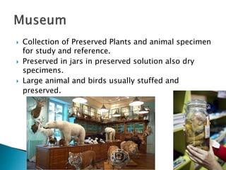 Collection of Preserved Plants and animal specimen
for study and reference.
 Preserved in jars in preserved solution also dry
specimens.
 Large animal and birds usually stuffed and
preserved.
 