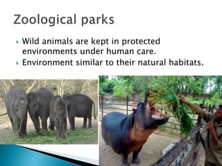  Wild animals are kept in protected
environments under human care.
 Environment similar to their natural habitats.
 