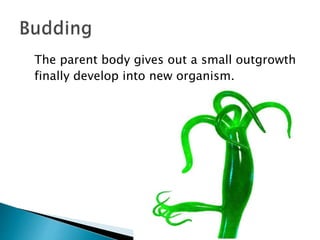 The parent body gives out a small outgrowth
finally develop into new organism.
 