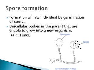  Formation of new individual by germination
of spore.
 Unicellular bodies in the parent that are
enable to grow into a new organism.
(e.g. Fungi)
 