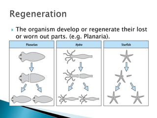  The organism develop or regenerate their lost
or worn out parts. (e.g. Planaria).
 