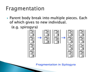  Parent body break into multiple pieces. Each
of which gives to new individual.
(e.g. spirogyra)
 