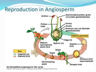 Angiosperm Reproduction Notes Diversity in organisms | PPTX